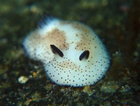  長島海洋公園で、ダイナミックな海の世界と可愛い海の生き物たちに会いに行こう！